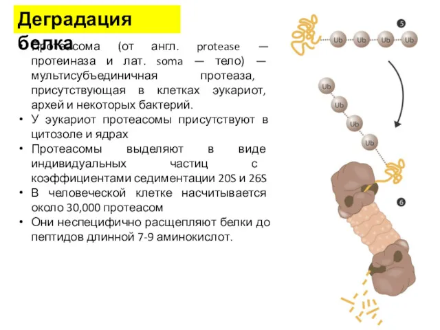 Деградация белка Протеасома (от англ. protease — протеиназа и лат.