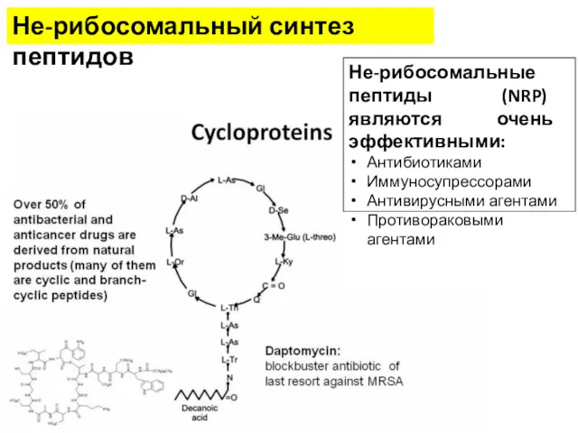 Не-рибосомальный синтез пептидов Не-рибосомальные пептиды (NRP) являются очень эффективными: Антибиотиками Иммуносупрессорами Антивирусными агентами Противораковыми агентами