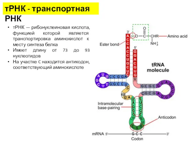 тРНК - транспортная РНК тРНК — рибонуклеиновая кислота, функцией которой