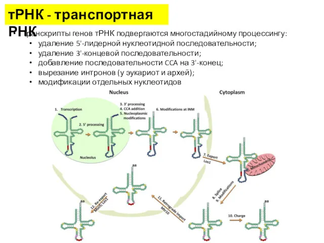 тРНК - транспортная РНК Транскрипты генов тРНК подвергаются многостадийному процессингу: