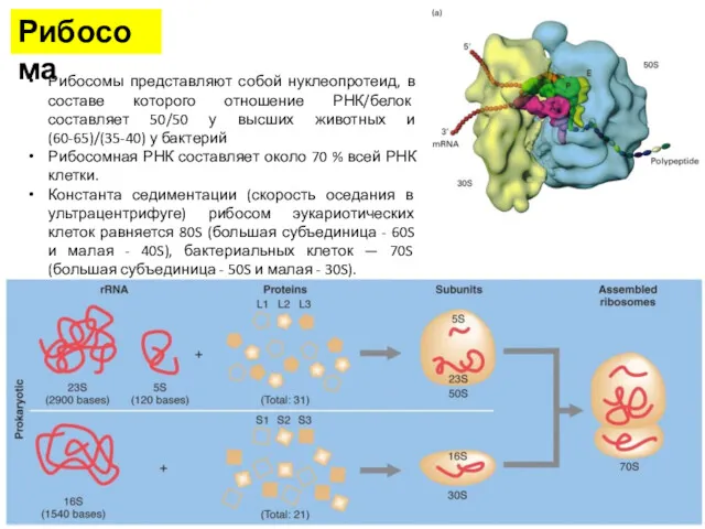 Рибосома Рибосомы представляют собой нуклеопротеид, в составе которого отношение РНК/белок составляет 50/50 у