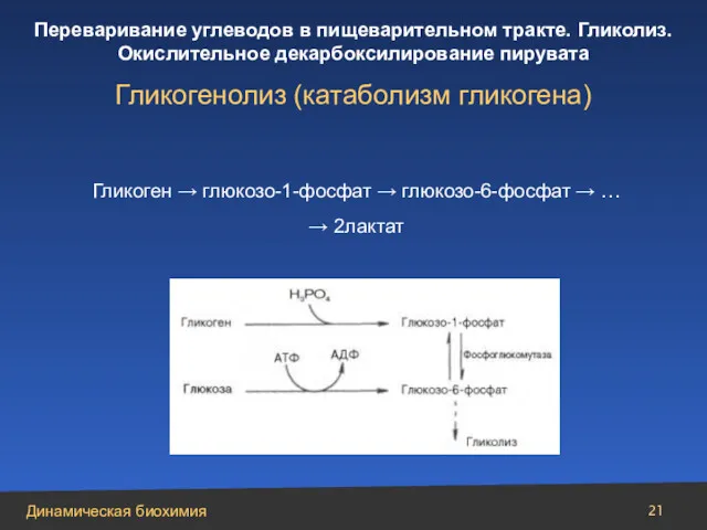 Гликоген → глюкозо-1-фосфат → глюкозо-6-фосфат → … → 2лактат Гликогенолиз (катаболизм гликогена)