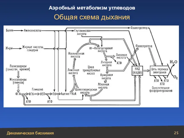 Общая схема дыхания