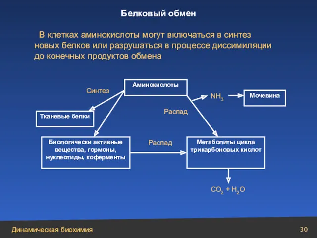 Аминокислоты Тканевые белки Биологически активные вещества, гормоны, нуклеотиды, коферменты Синтез