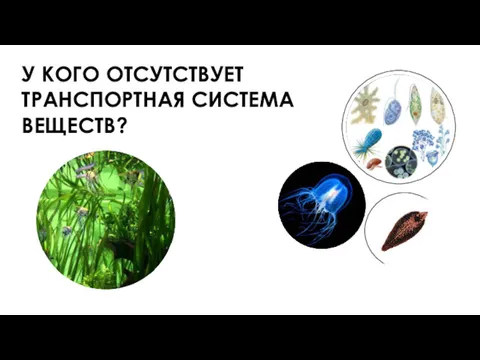 У КОГО ОТСУТСТВУЕТ ТРАНСПОРТНАЯ СИСТЕМА ВЕЩЕСТВ?