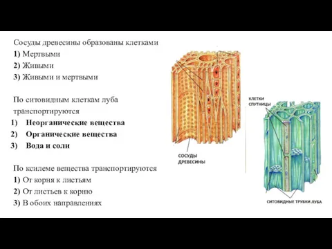 Сосуды древесины образованы клетками 1) Мертвыми 2) Живыми 3) Живыми