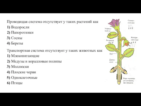 Проводящая система отсутствует у таких растений как 1) Водоросли 2)