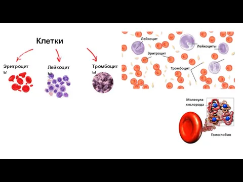 Клетки крови Эритроциты Тромбоциты Лейкоциты