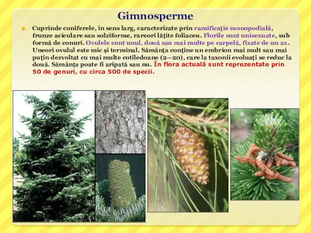 Gimnosperme Cuprinde coniferele, în sens larg, caracterizate prin ramificaţie monopodială,