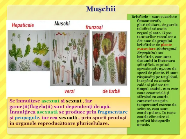 Mușchii Briofitele – sunt eucariote fotoautotrofe, pluricelulare, singurele talofite incluse