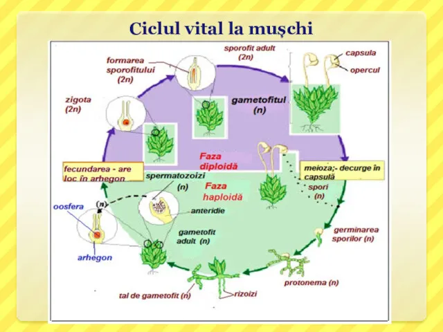 Ciclul vital la mușchi