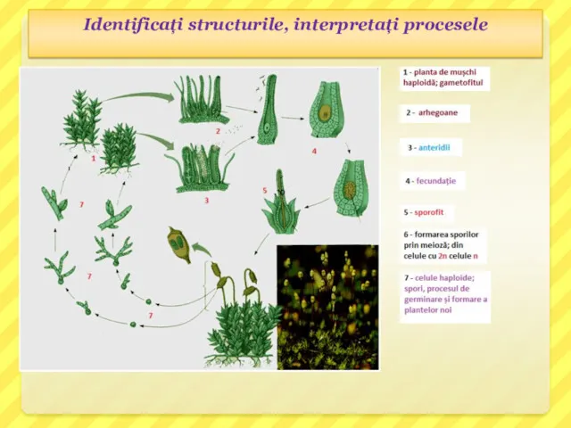 Identificați structurile, interpretați procesele