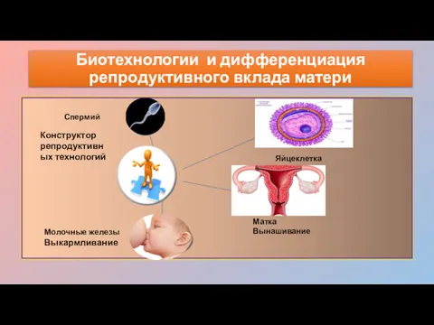 Биотехнологии и дифференциация репродуктивного вклада матери Яйцеклетка Матка Вынашивание Молочные железы Выкармливание Спермий Конструктор репродуктивных технологий