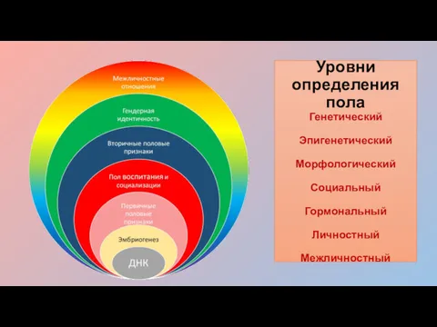 Уровни определения пола Генетический Эпигенетический Морфологический Социальный Гормональный Личностный Межличностный