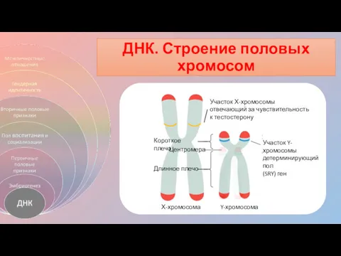 ДНК. Строение половых хромосом Участок Y-хромосомы детерминирующий пол (SRY) ген