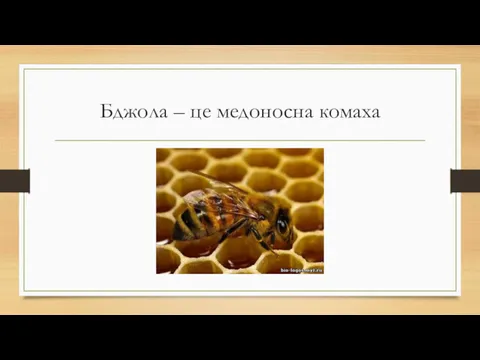 Бджола – це медоносна комаха