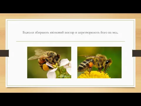 Бджоли збирають квітковий нектар и перетворюють його на мед.