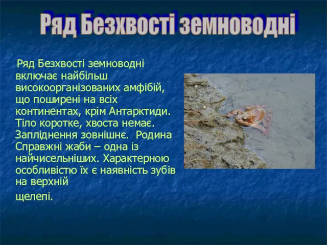 Ряд Безхвості земноводні включає найбільш високоорганізованих амфібій, що поширені на