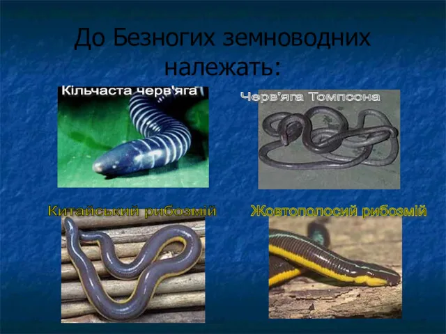 До Безногих земноводних належать: Кільчаста черв'яга Черв'яга Томпсона Китайський рибозмій Жовтополосий рибозмій