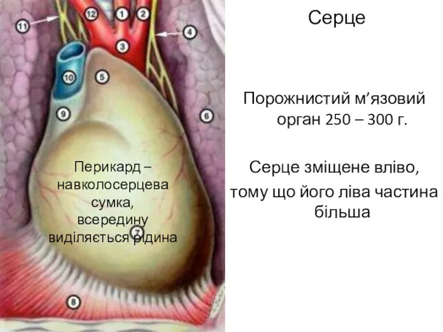 Серце Порожнистий м’язовий орган 250 – 300 г. Серце зміщене