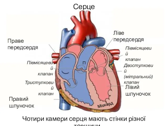 Серце Чотири камери серця мають стінки різної товщини Праве передсердя