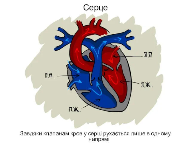Серце Завдяки клапанам кров у серці рухається лише в одному напрямі