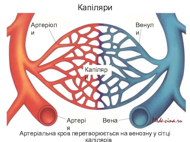 Капіляри Артеріальна кров перетворюється на венозну у сітці капілярів Артерія Вена Артеріоли Венули Капіляри