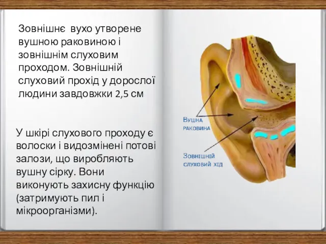 Зовнішнє вухо утворене вушною раковиною і зовнішнім слуховим проходом. Зовнішній