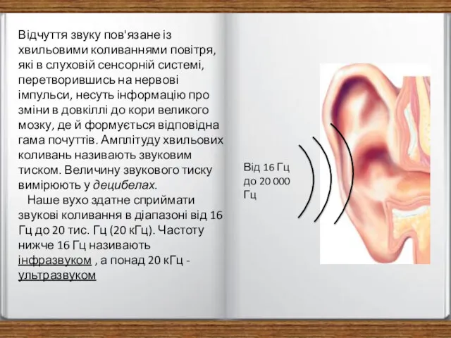 Відчуття звуку пов'язане із хвильовими коливаннями повітря, які в слуховій