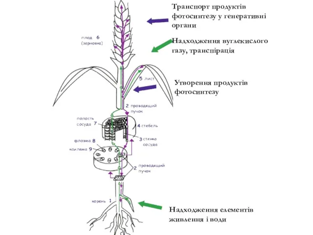 Транспорт продуктів фотосинтезу у генеративні органи Надходження вуглекислого газу, транспірація