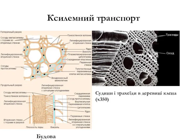 Ксилемний транспорт Судини і трахеїди в деревині клена (х350)