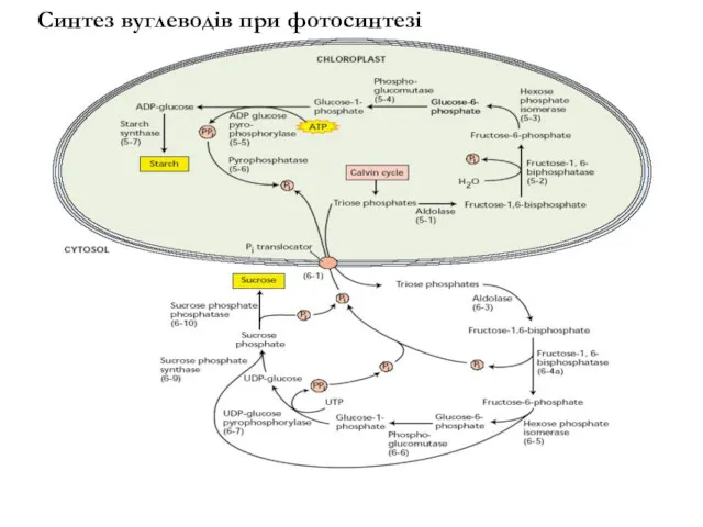 Синтез вуглеводів при фотосинтезі