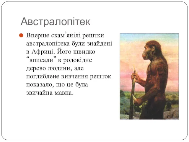 Австралопітек Вперше скам’янілі рештки австралопітека були знайдені в Африці. Його