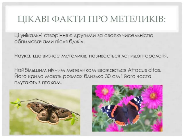 ЦІКАВІ ФАКТИ ПРО МЕТЕЛИКІВ: Ці унікальні створіння є другими за