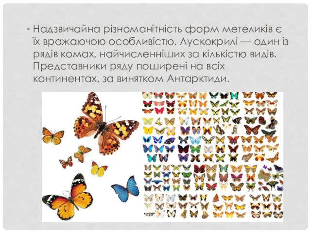 Надзвичайна різноманітність форм метеликів є їх вражаючою особливістю. Лускокрилі —