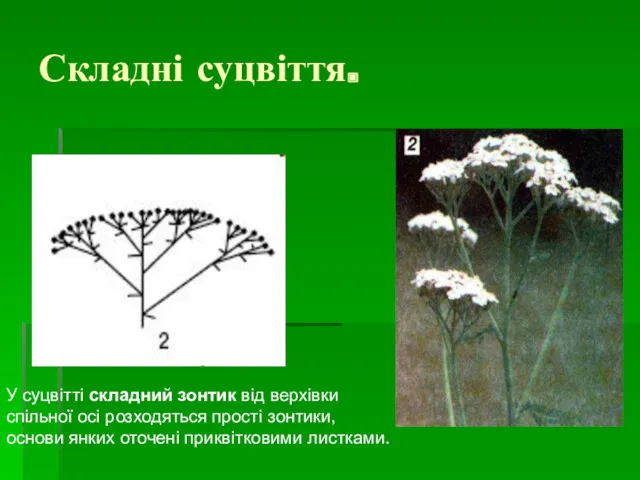 Складні суцвіття. У суцвітті складний зонтик від верхівки спільної осі