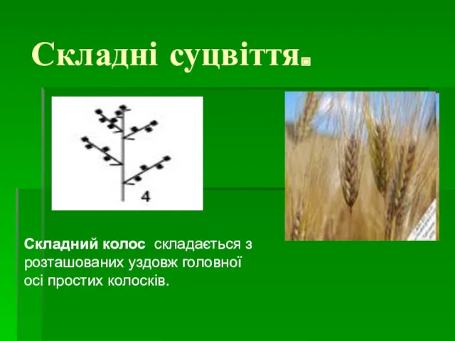 Складні суцвіття. Складний колос складається з розташованих уздовж головної осі простих колосків.