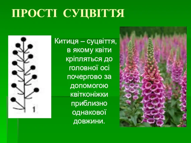 ПРОСТІ СУЦВІТТЯ Китиця – суцвіття, в якому квіти кріпляться до