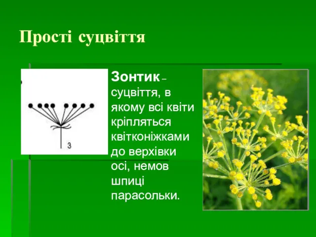 Прості суцвіття Зонтик – суцвіття, в якому всі квіти кріпляться