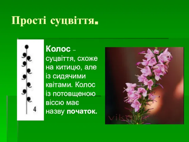 Прості суцвіття. Колос – суцвіття, схоже на китицю, але із