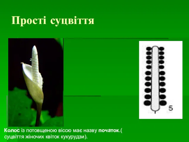 Прості суцвіття Колос із потовщеною віссю має назву початок.( суцвіття жіночих квіток кукурудзи).