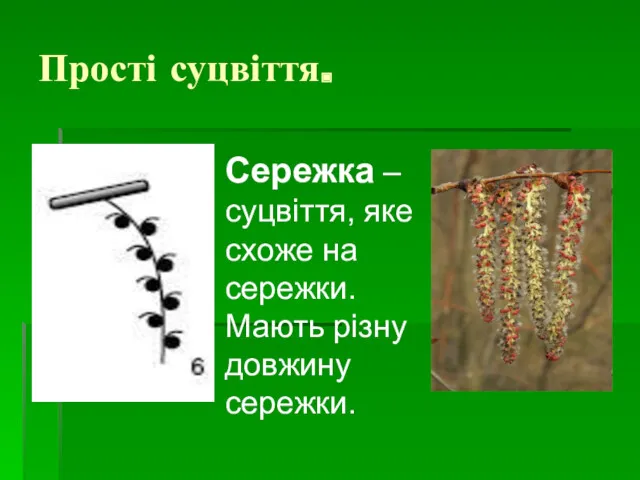 Прості суцвіття. Сережка – суцвіття, яке схоже на сережки. Мають різну довжину сережки.