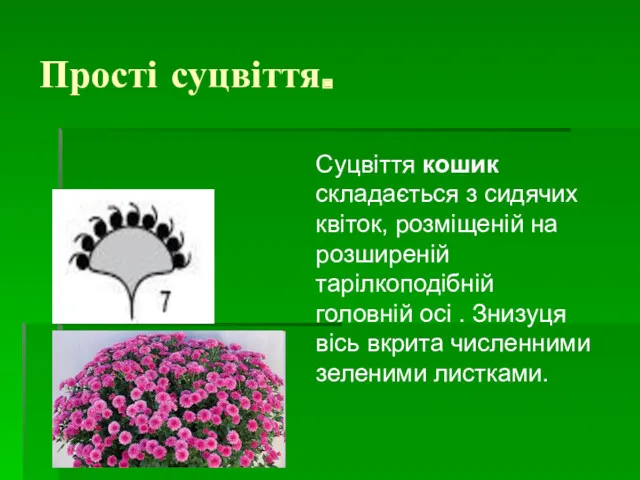 Прості суцвіття. Суцвіття кошик складається з сидячих квіток, розміщеній на