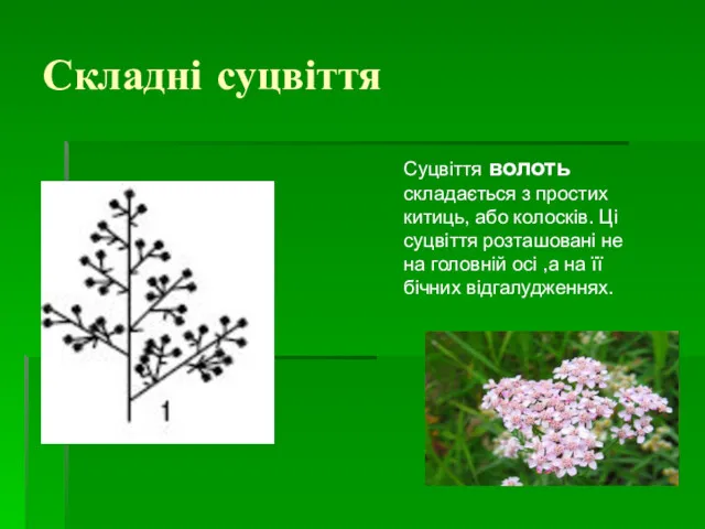 Складні суцвіття Суцвіття волоть складається з простих китиць, або колосків.