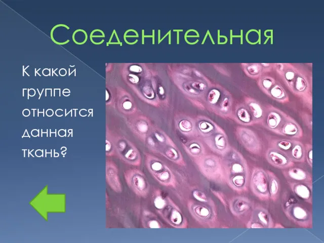 Соеденительная К какой группе относится данная ткань?