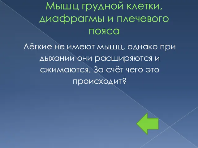 Мышц грудной клетки, диафрагмы и плечевого пояса Лёгкие не имеют