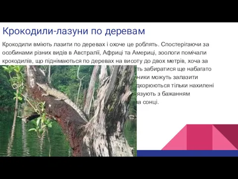 Крокодили-лазуни по деревам Крокодили вміють лазити по деревах і охоче