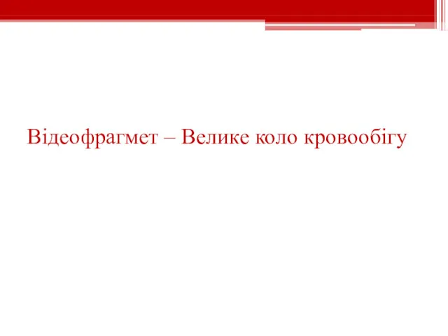 Відеофрагмет – Велике коло кровообігу