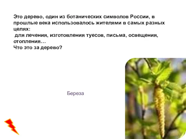 Это дерево, один из ботанических символов России, в прошлые века