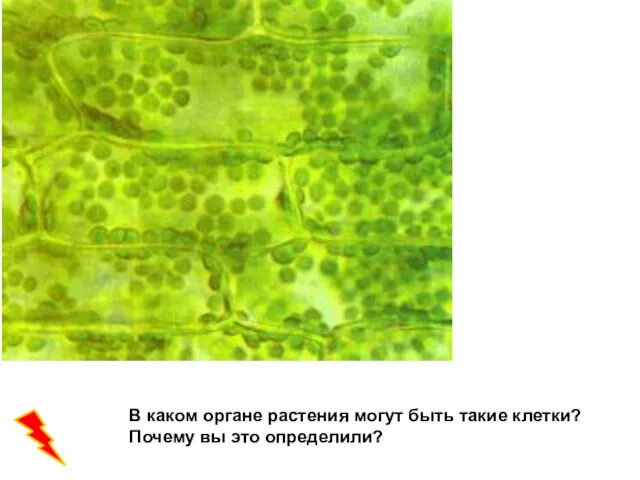 В каком органе растения могут быть такие клетки? Почему вы